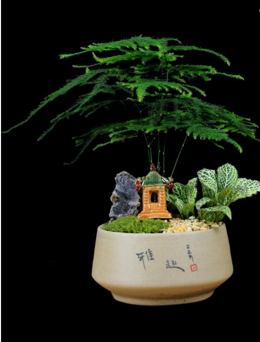 福祿桐文竹盆景，綠植苔蘚微景觀禪意盆景