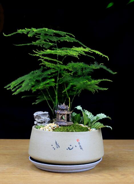 福祿桐文竹盆景，綠植苔蘚微景觀禪意盆景