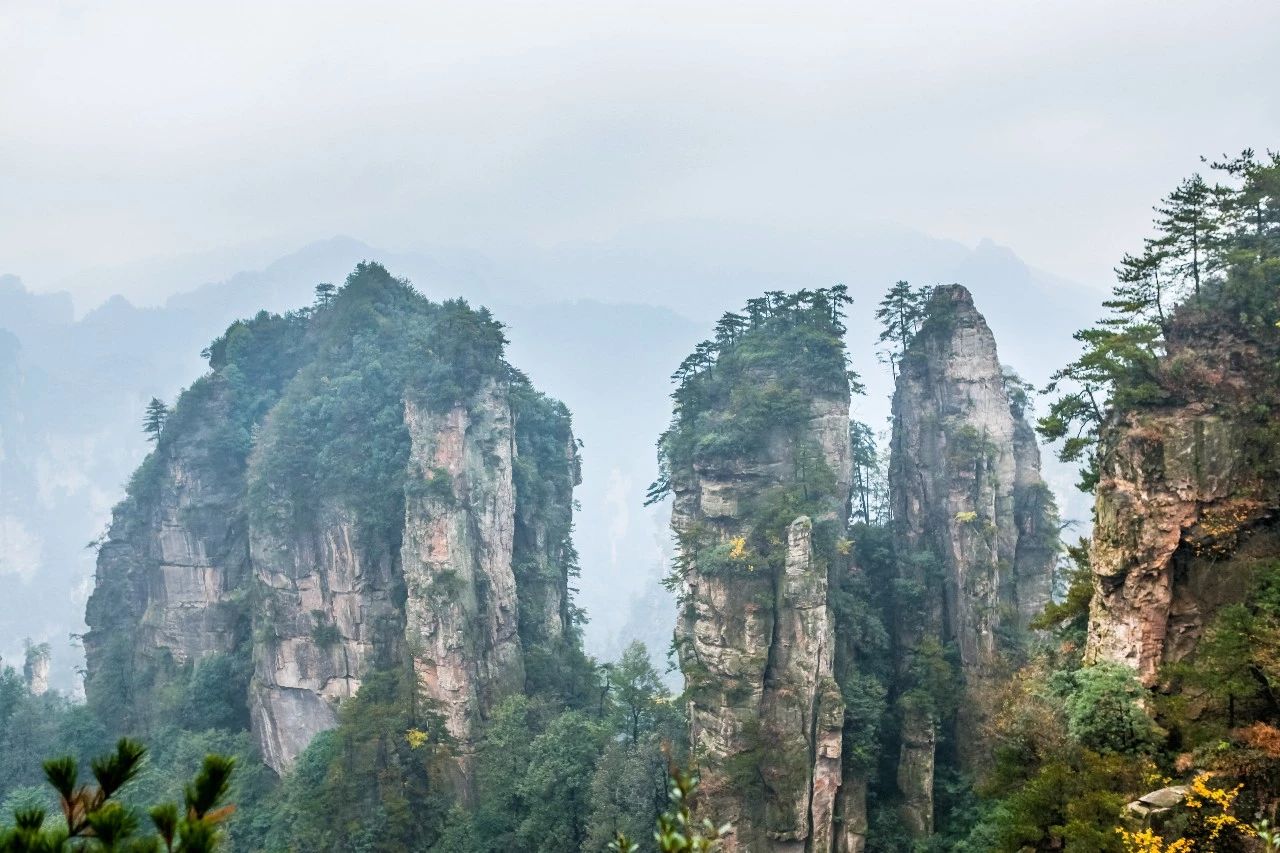張家界·五號(hào)山谷，山谷在重生！