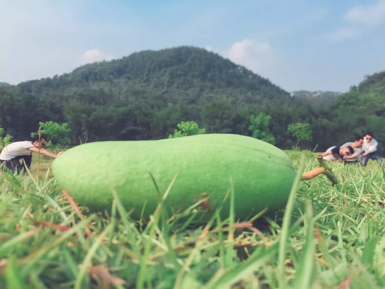 陽朔·芒果憶墅，用芒果記錄每一個(gè)美好瞬間