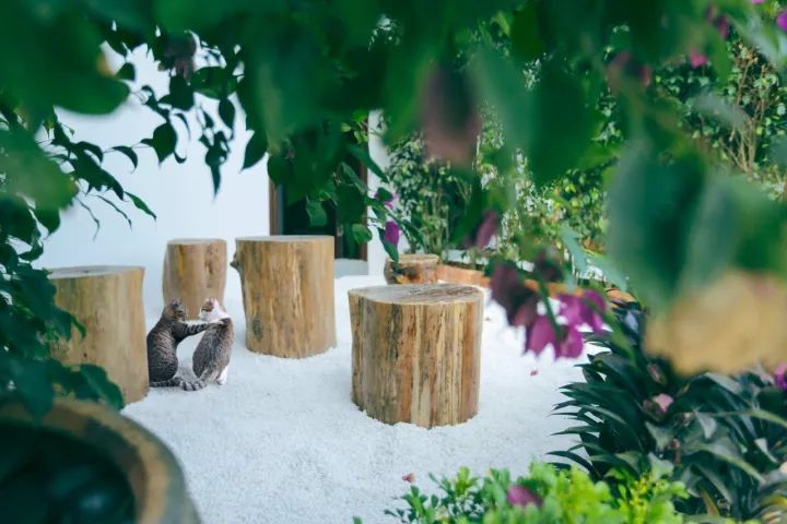 慢點(diǎn)藝術(shù)民宿，世間所有努力都是為了慢點(diǎn)