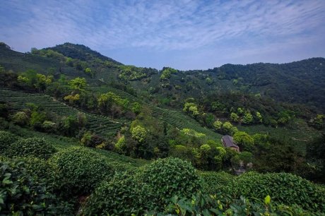 杭州龍井茂居民宿，在茶田之中枕著茶香入睡