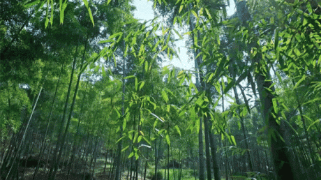 熹園茶宿，禪茶一宿悠然山水間