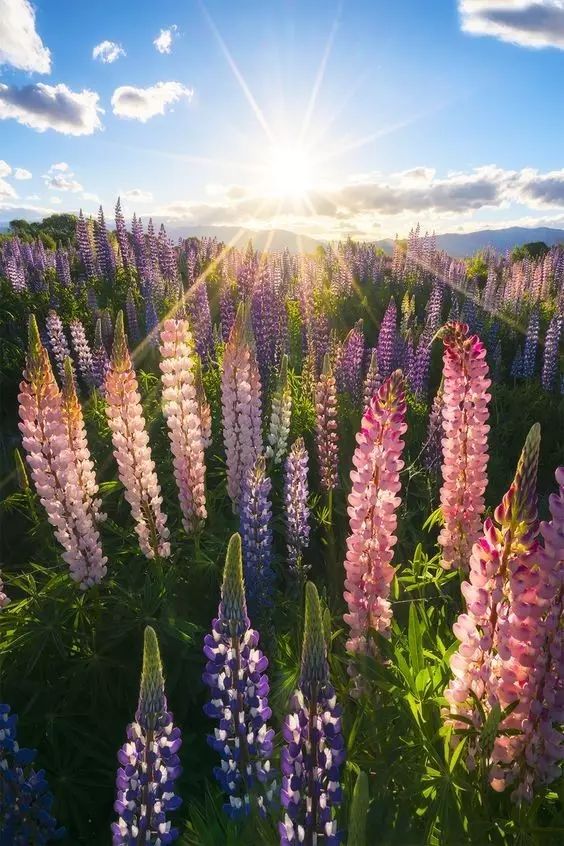 最美風(fēng)景《魯冰花》，送給母親的花！