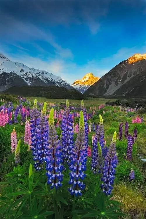 最美風(fēng)景《魯冰花》，送給母親的花！