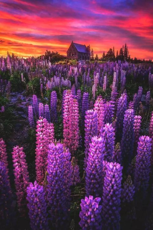 最美風(fēng)景《魯冰花》，送給母親的花！
