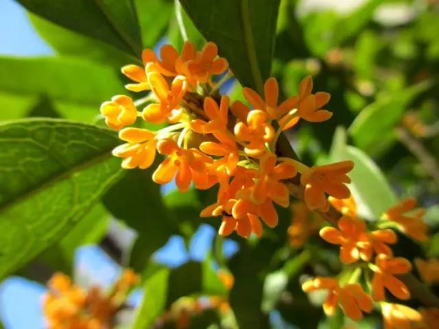 詩(shī)意風(fēng)景：一花一世界，一詩(shī)一情懷
