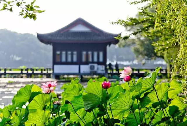 詩(shī)意風(fēng)景：一花一世界，一詩(shī)一情懷
