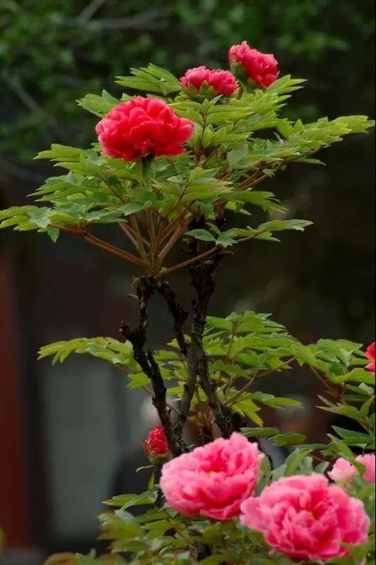 8處風(fēng)景如詩(shī)如畫(huà)，春天最值得去的地方！