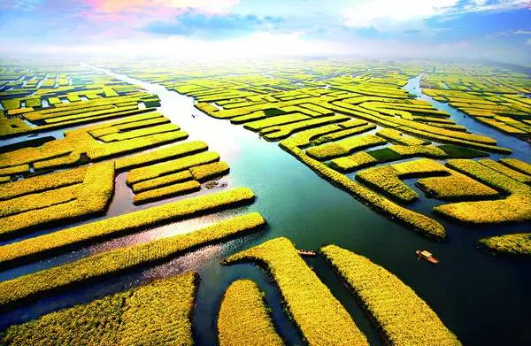 美到窒息的中國(guó)最美油菜花海，邂逅花海風(fēng)景！