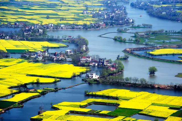 美到窒息的中國(guó)最美油菜花海，邂逅花海風(fēng)景！