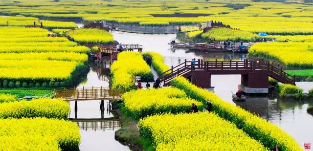 美到窒息的中國(guó)最美油菜花海，邂逅花海風(fēng)景！