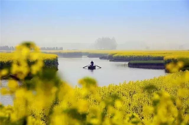 美到窒息的中國(guó)最美油菜花海，邂逅花海風(fēng)景！