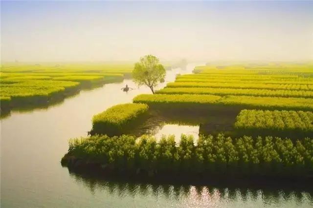 美到窒息的中國(guó)最美油菜花海，邂逅花海風(fēng)景！