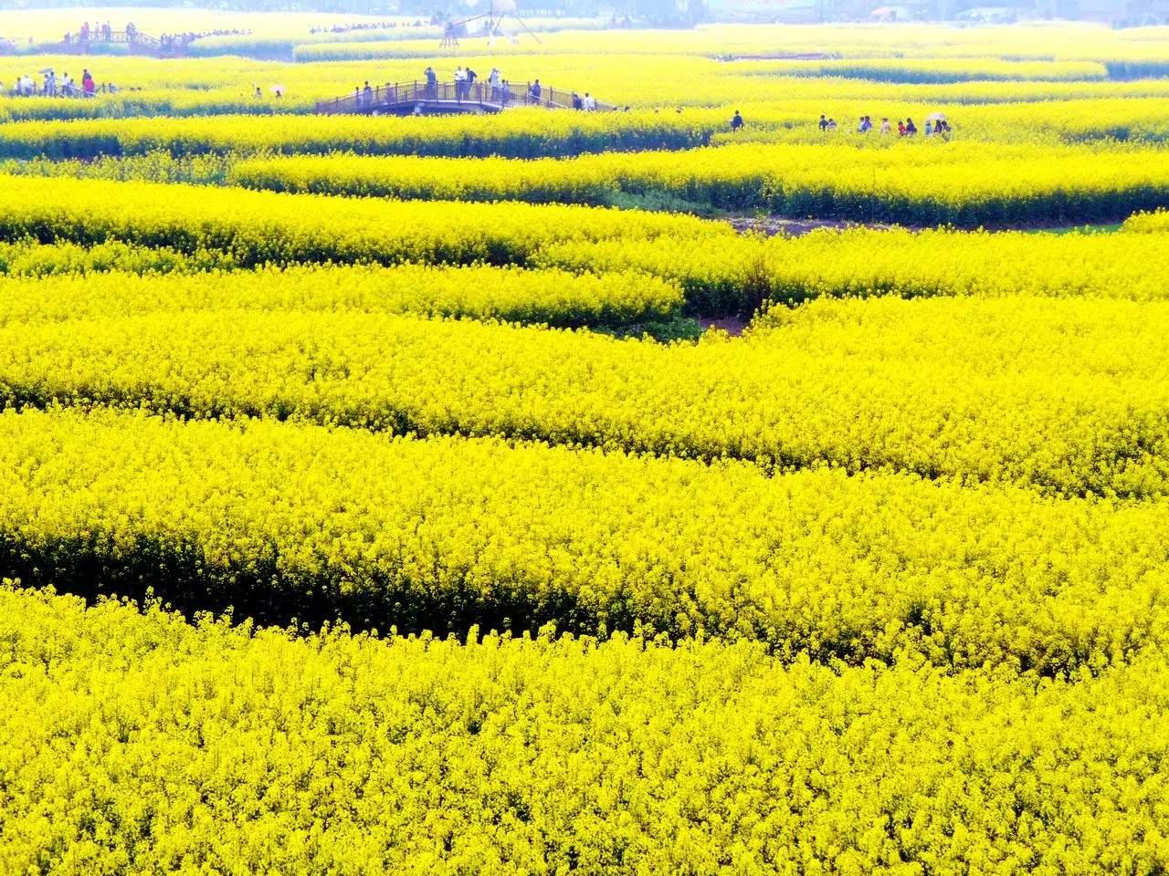 美到窒息的中國(guó)最美油菜花海，邂逅花海風(fēng)景！