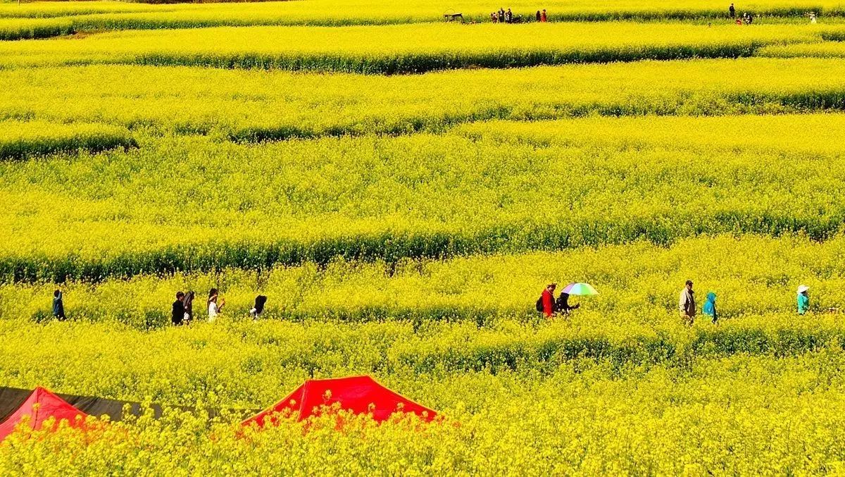 美到窒息的中國(guó)最美油菜花海，邂逅花海風(fēng)景！