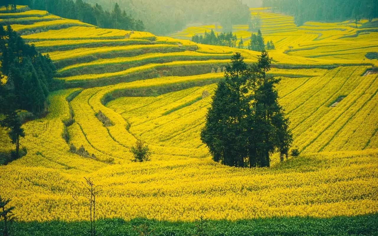 美到窒息的中國(guó)最美油菜花海，邂逅花海風(fēng)景！
