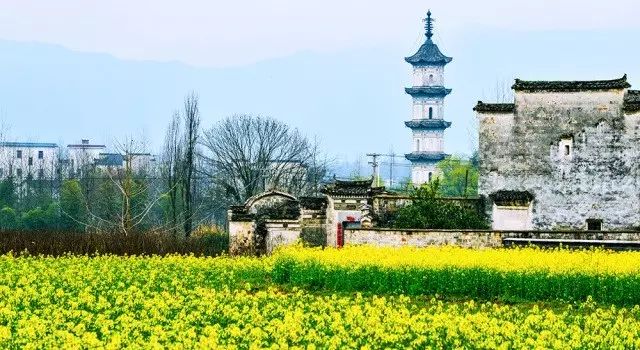 美到窒息的中國最美油菜花海，邂逅花海風景！