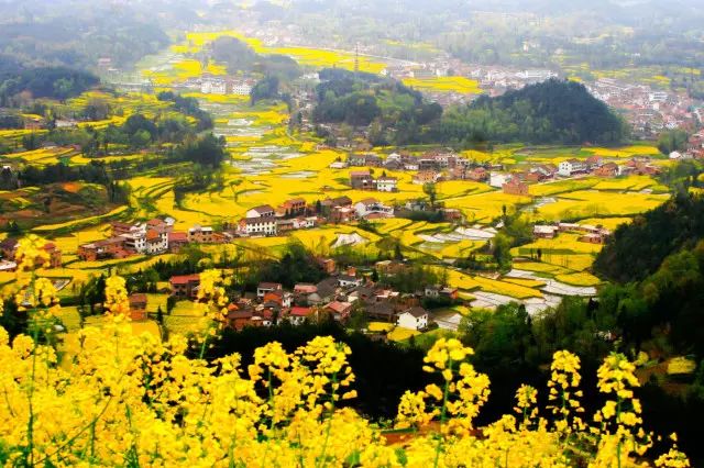 美到窒息的中國(guó)最美油菜花海，邂逅花海風(fēng)景！