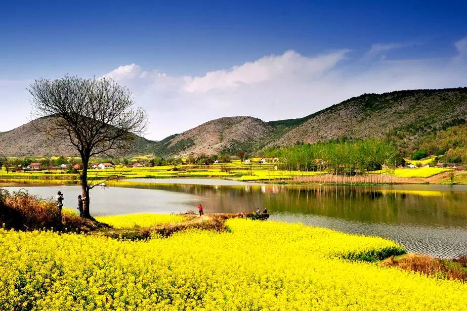 美到窒息的中國(guó)最美油菜花海，邂逅花海風(fēng)景！