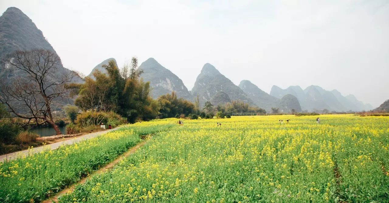美到窒息的中國(guó)最美油菜花海，邂逅花海風(fēng)景！