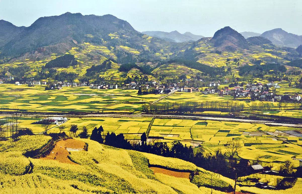 美到窒息的中國(guó)最美油菜花海，邂逅花海風(fēng)景！