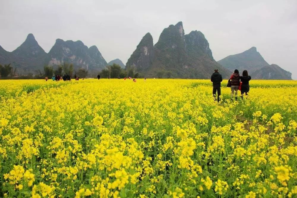 美到窒息的中國最美油菜花海，邂逅花海風景！