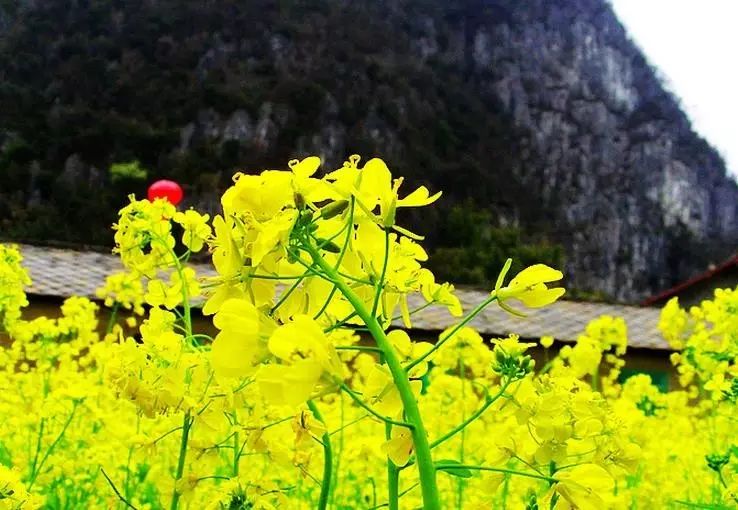 美到窒息的中國最美油菜花海，邂逅花海風景！