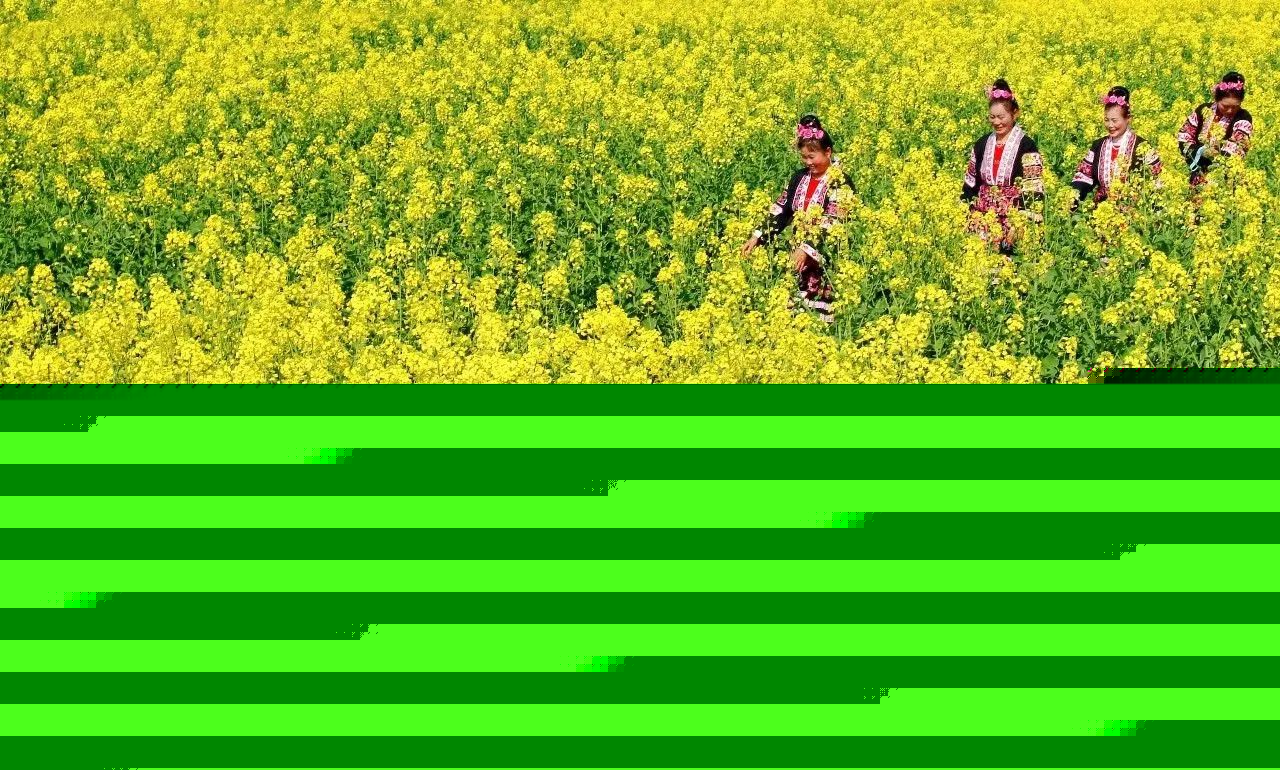 美到窒息的中國最美油菜花海，邂逅花海風景！