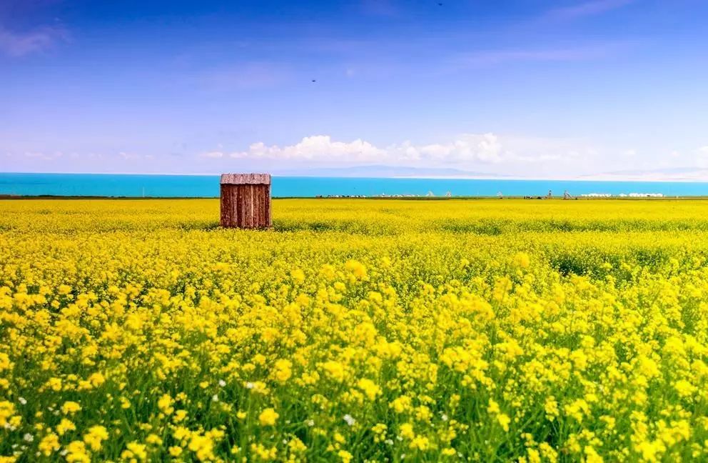 美到窒息的中國最美油菜花海，邂逅花海風(fēng)景！