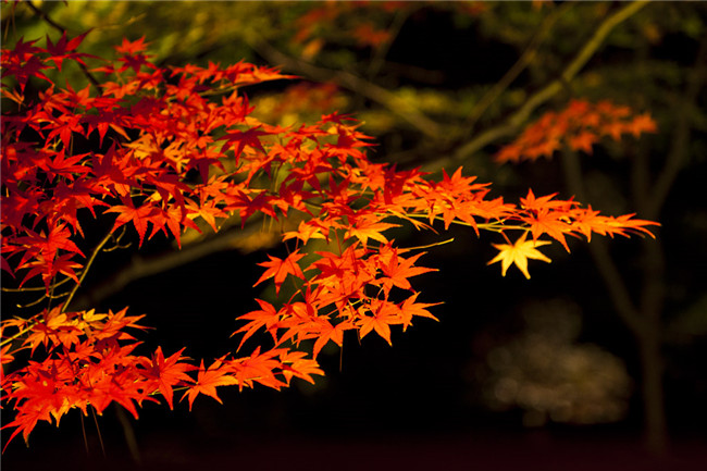 紅葉似火意似情，楓葉夜色攝影欣賞