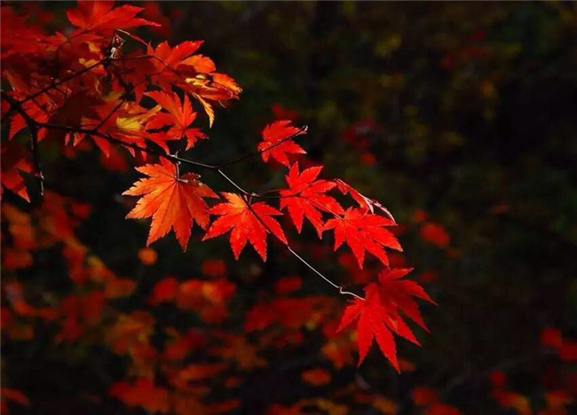 紅葉似火意似情，楓葉夜色攝影欣賞