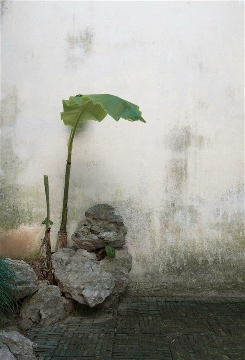 柳樹(shù)庭院風(fēng)景攝影圖片