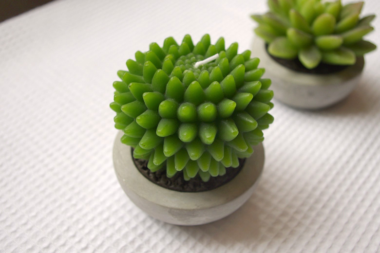 促進(jìn)夫妻關(guān)系的植物，你有沒有放在房間里？
