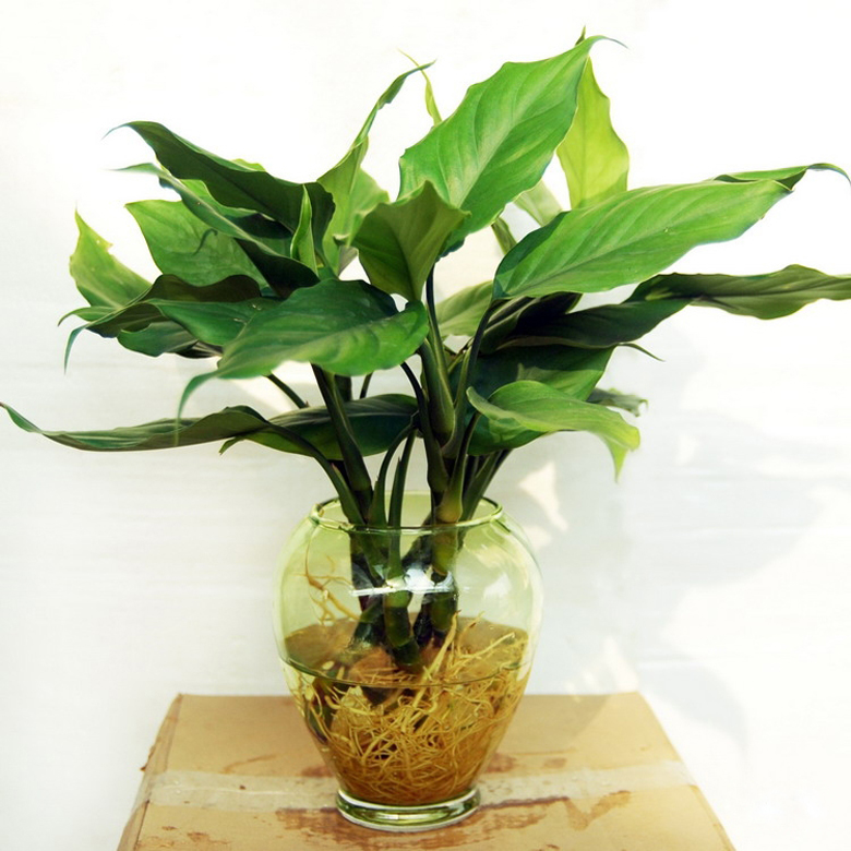 促進(jìn)夫妻關(guān)系的植物，你有沒有放在房間里？