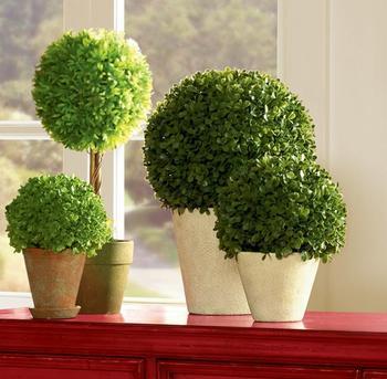這些室內(nèi)擺放植物的風(fēng)水禁忌，你知道嗎？