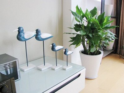 學(xué)習(xí)風(fēng)水學(xué)，客廳擺設(shè)植物風(fēng)水禁忌全get！
