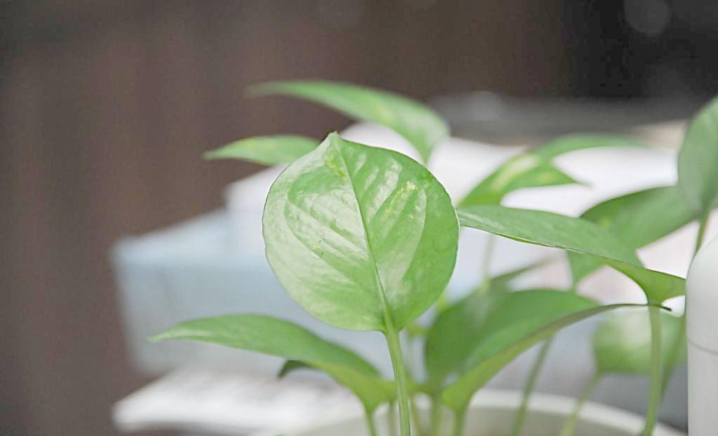 辦公室植物也有風(fēng)水禁忌？？？