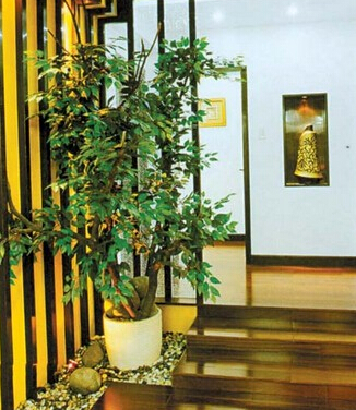 這些家居植物擺設(shè)風(fēng)水禁忌，你知道嗎？