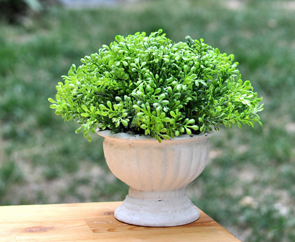 家庭植物也有風(fēng)水禁忌，真是奇葩！！！