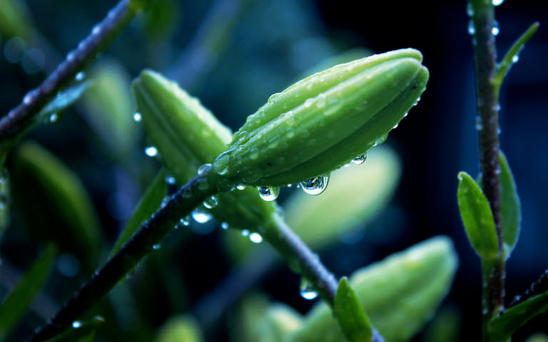 擺設(shè)植物也有風(fēng)水禁忌？還不趕快學(xué)！