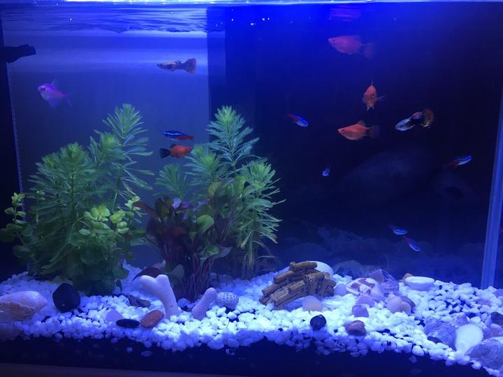 震驚?。?！家居魚缸也有風(fēng)水禁忌！?。? /></a></div>
		<div   id=
