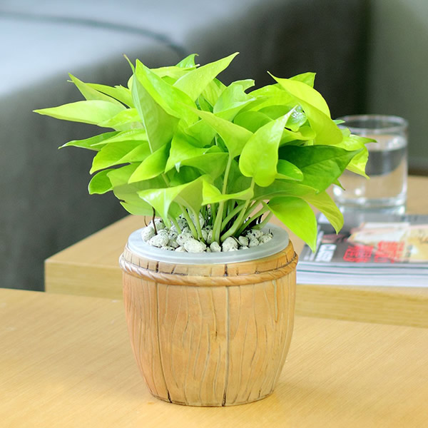 讀懂風(fēng)水學(xué)，get兒童房的風(fēng)水植物講究！