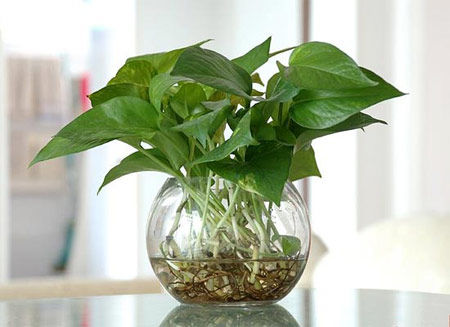 學(xué)習(xí)風(fēng)水學(xué)，房間風(fēng)水植物擺設(shè)宜忌全掌握！