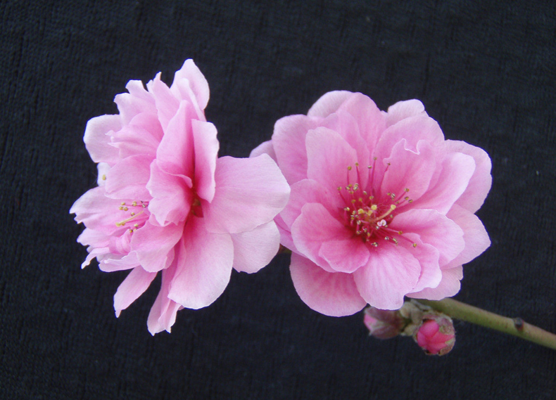 碰見(jiàn)爛桃花怎么辦？風(fēng)水學(xué)幫你趕走它們！