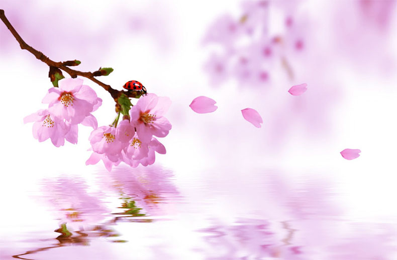 桃花劫是什么意思？如何破解桃花劫？