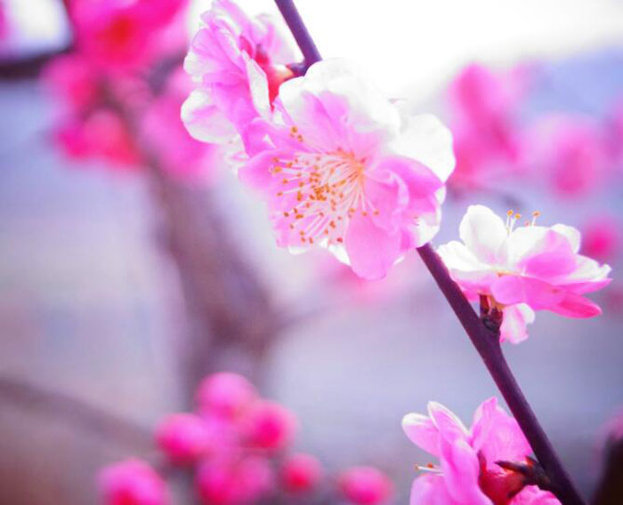 化解桃花劫，就靠這些風水學