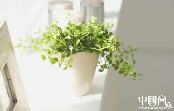 家里養(yǎng)著哪些植物風水好
