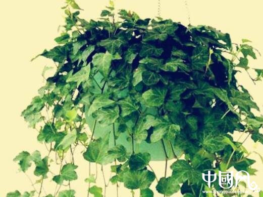 室內(nèi)的植物風水