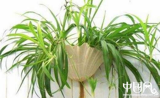 室內(nèi)的植物風水